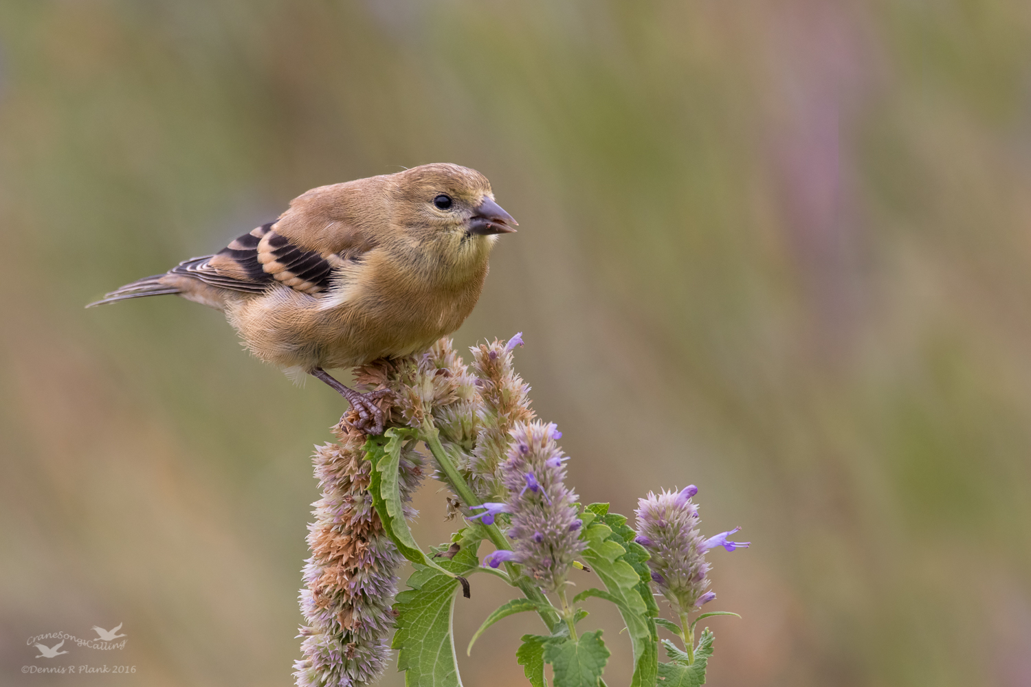 Juvenile Goldfinch