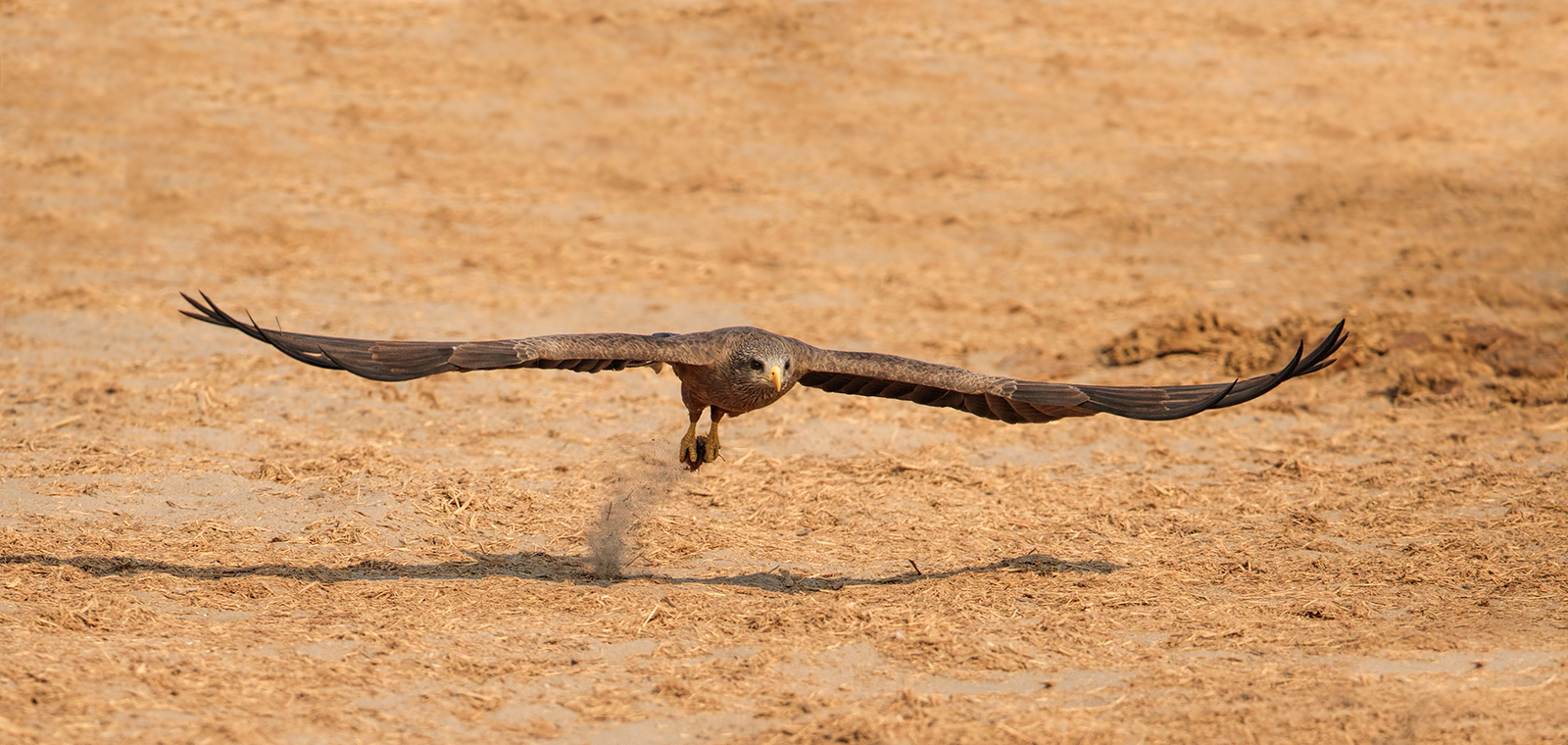 Yellow Billed Kite