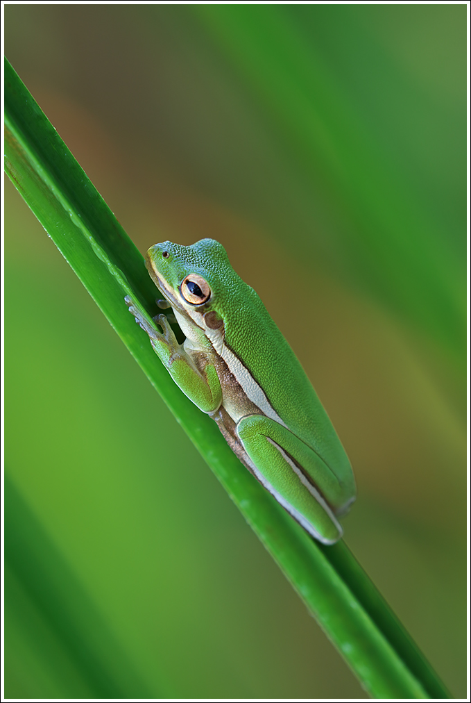 Green Tree Frog