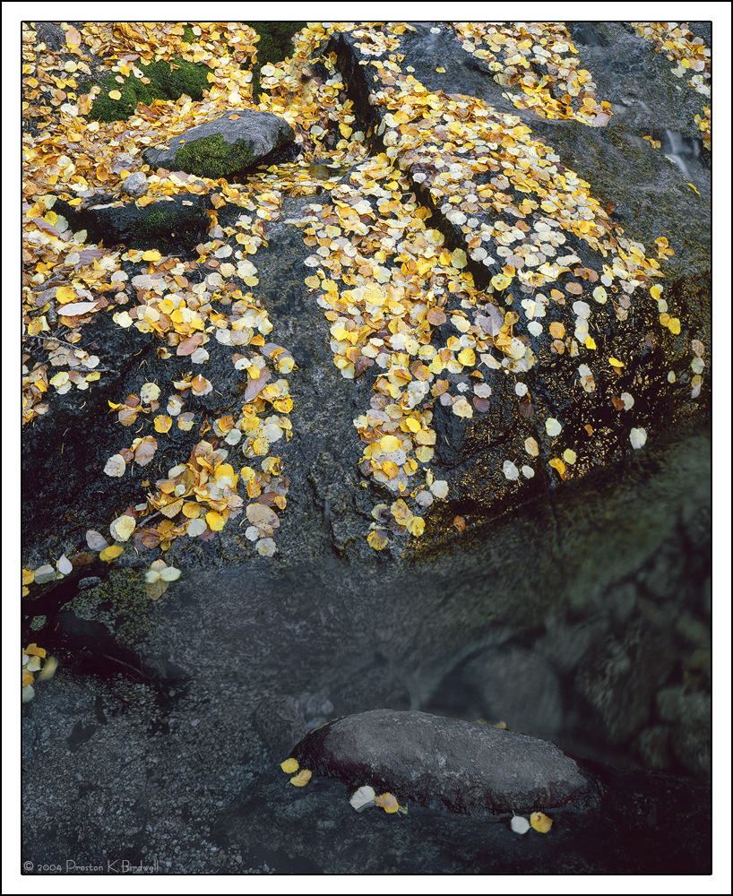 Leaf Strokes
