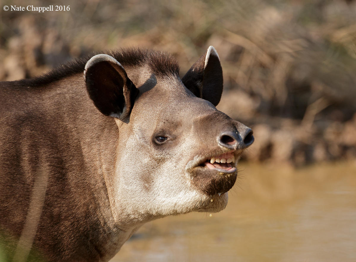 Brazilian Tapir