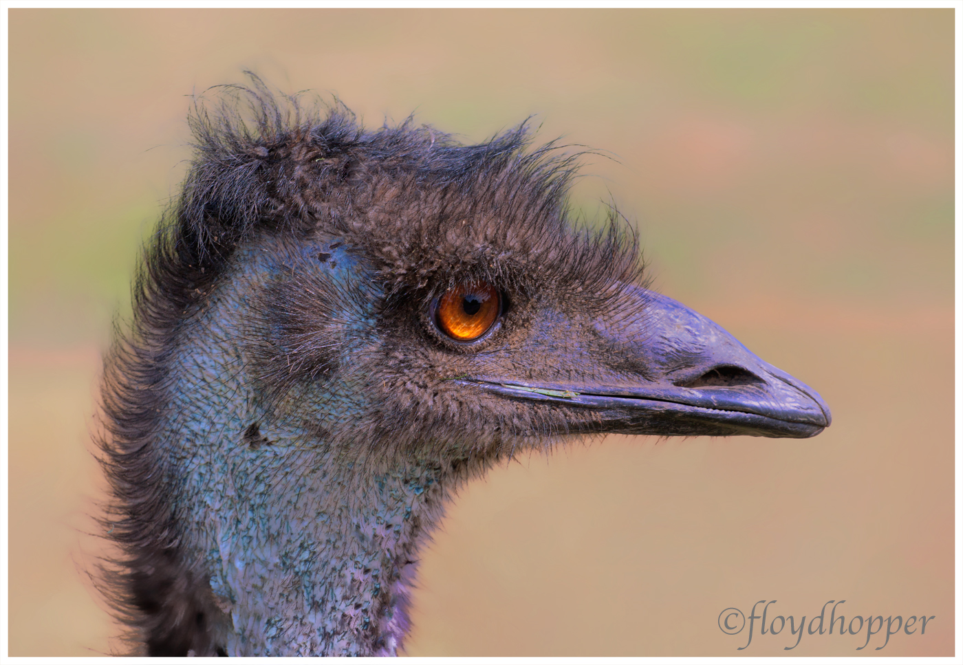 Ostrich Profile