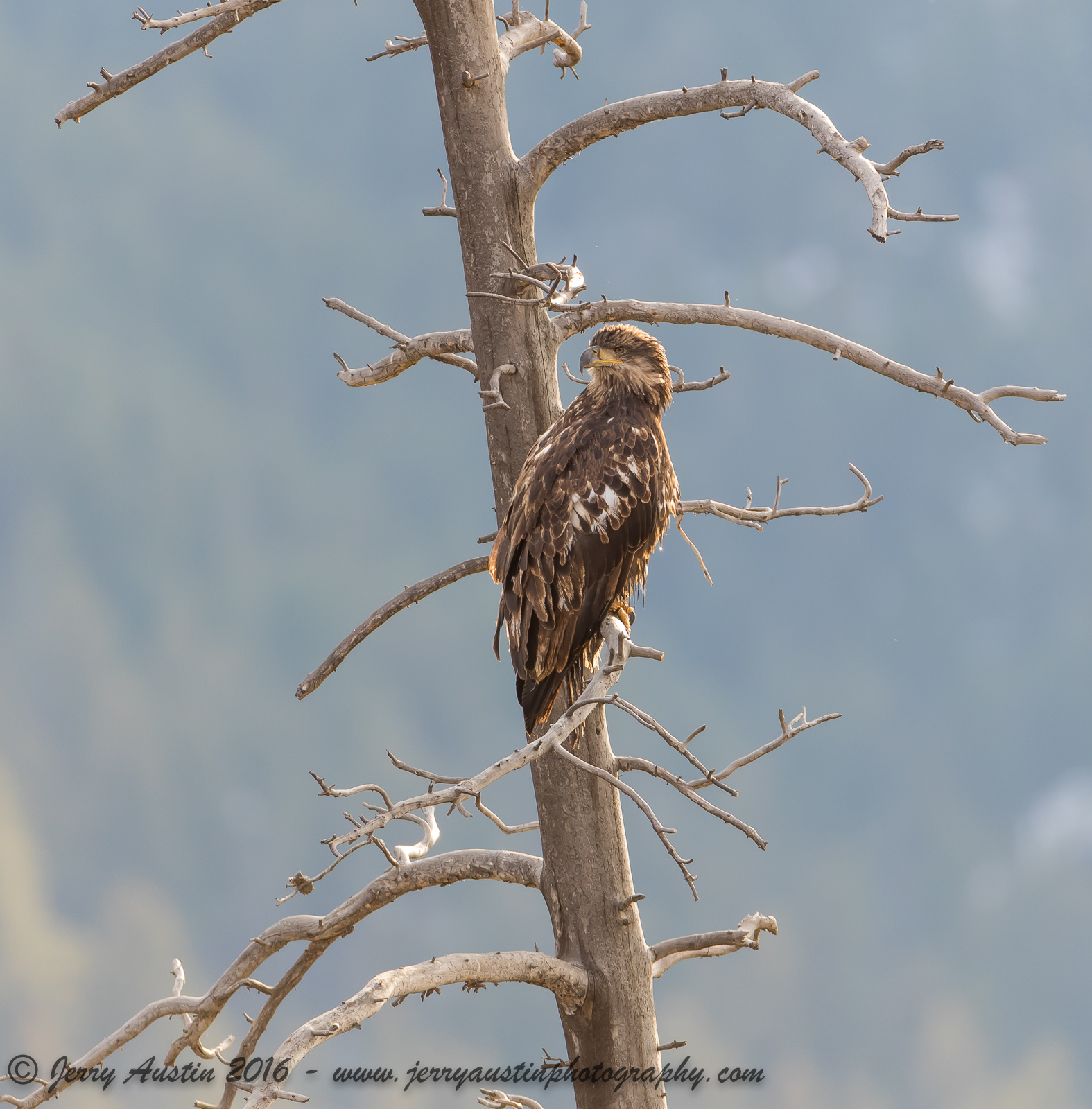 Immature Bald Eagle