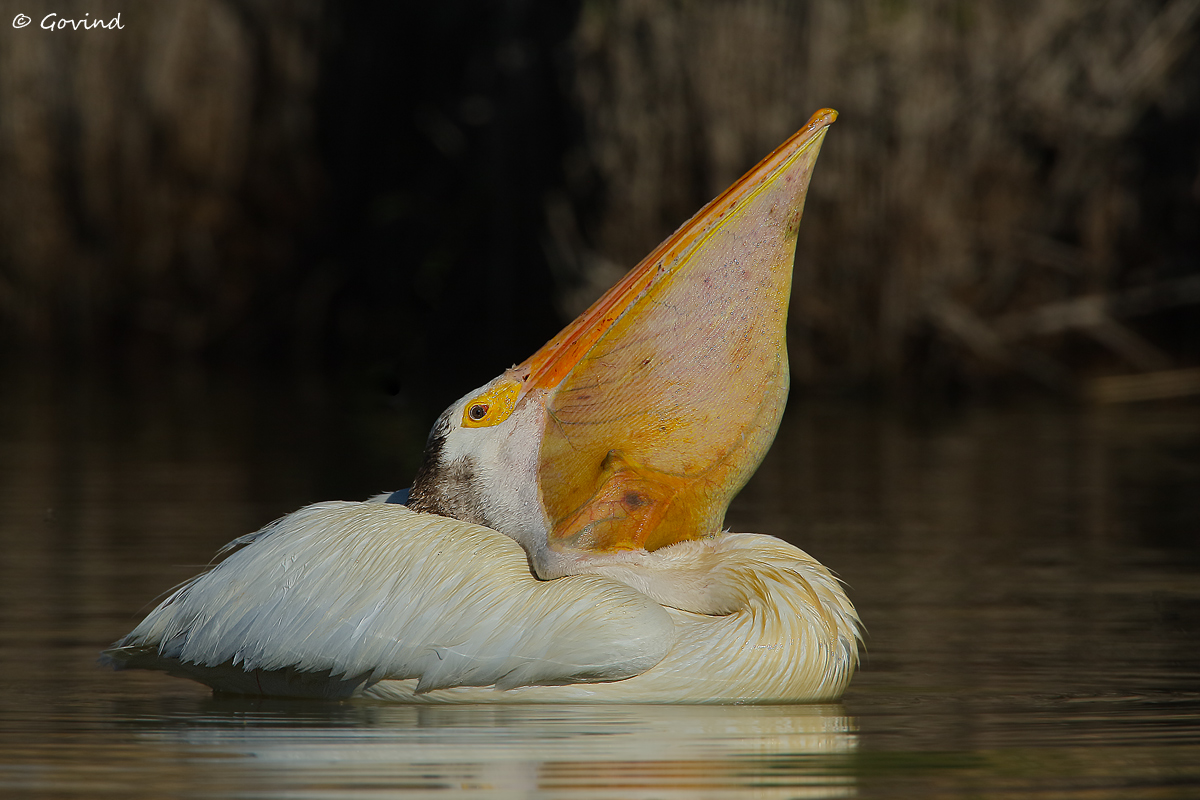 Pelican Gulping Behavior+RP