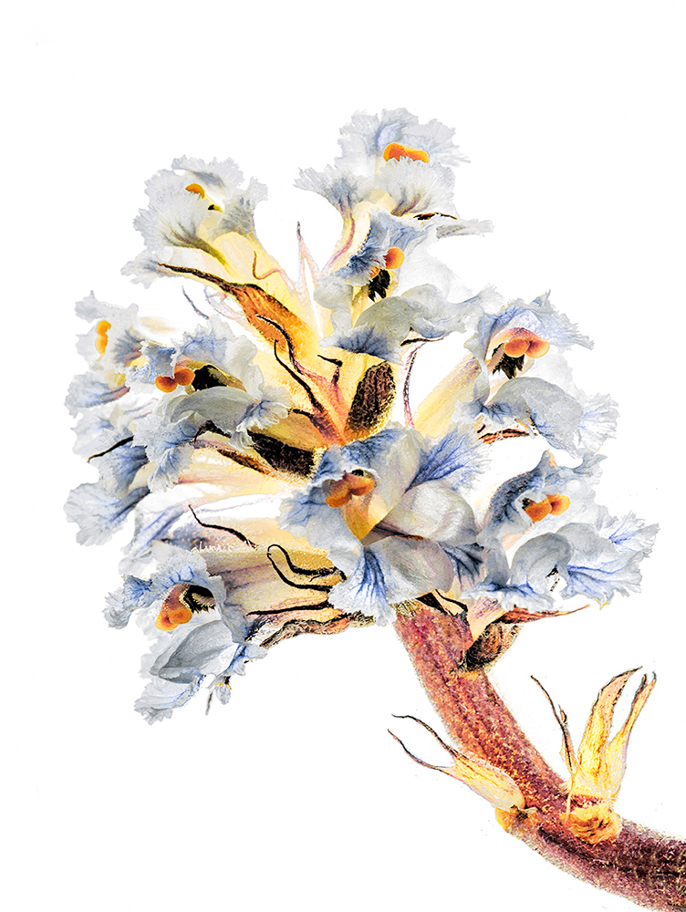 Field flower