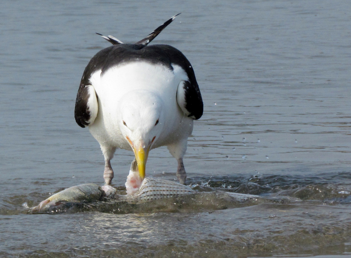 A Gull and His Fish