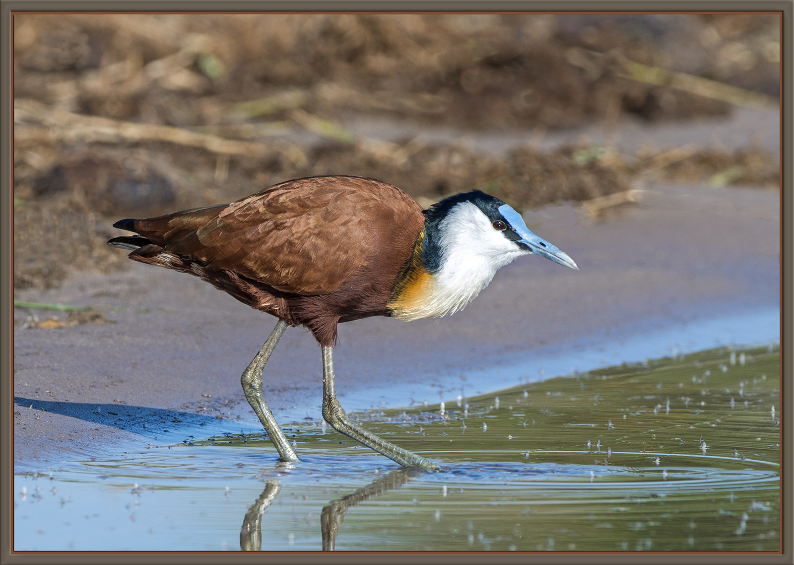 African Jacana