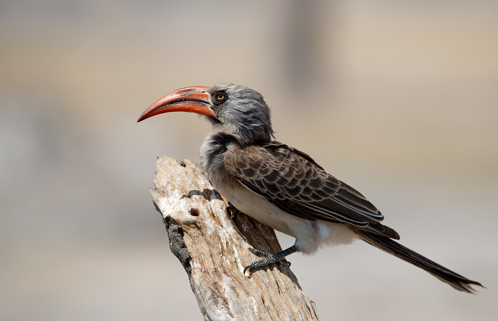 Bradfield's Hornbill