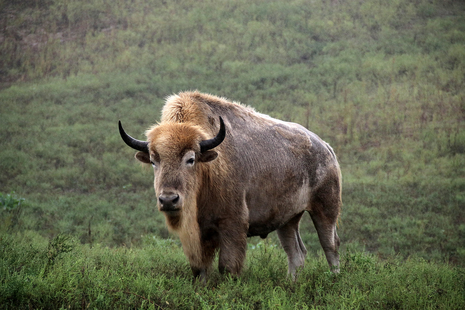 Pale Bison