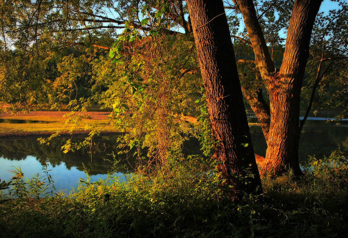 River Bank