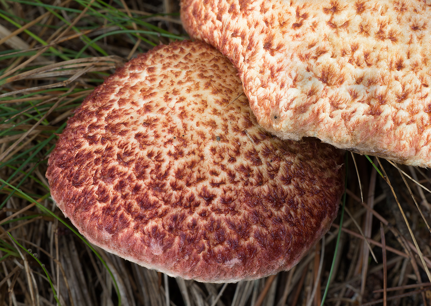 Red Mushrooms (RePost)