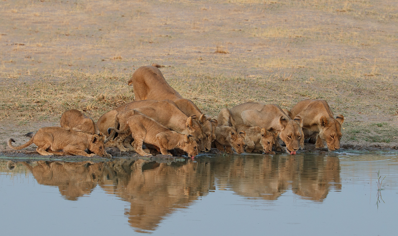 Thirsty Pride