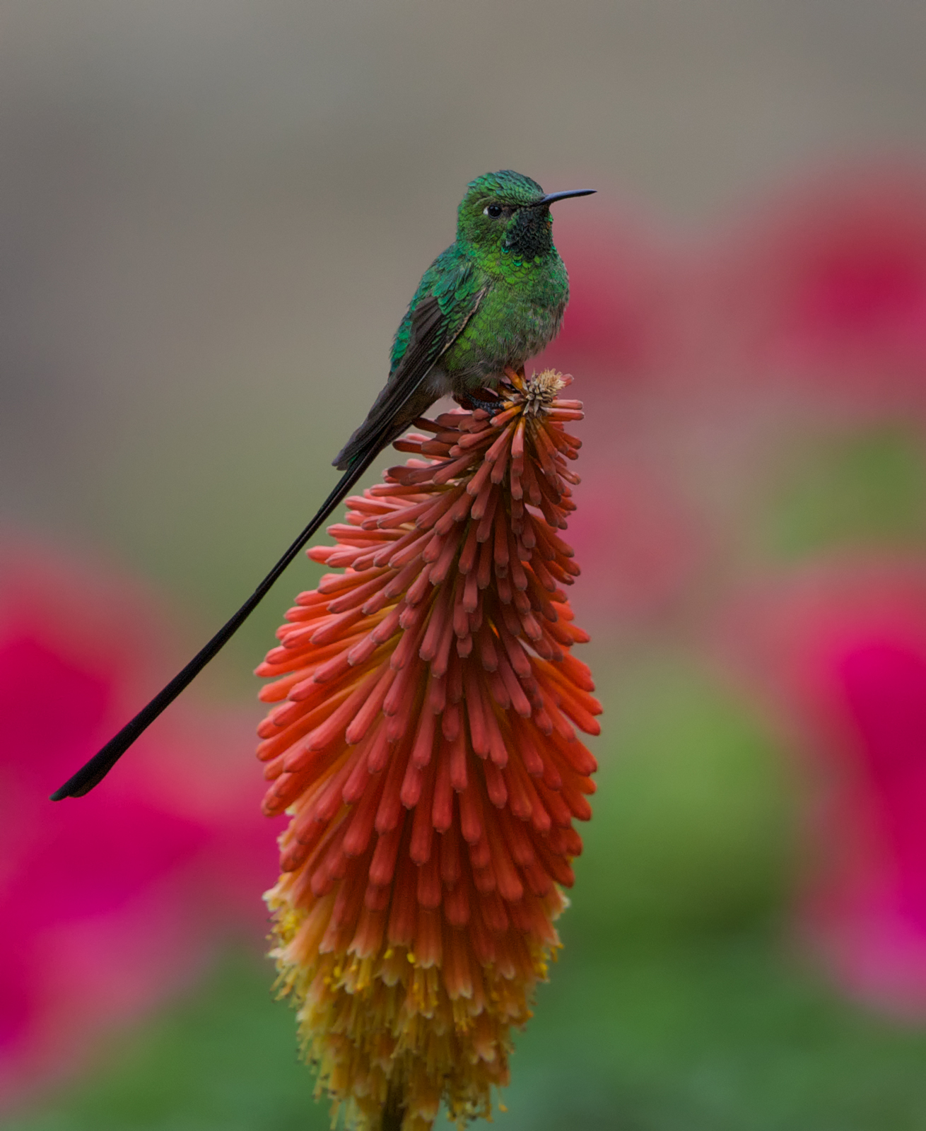 Black-tailed Trainbearer
