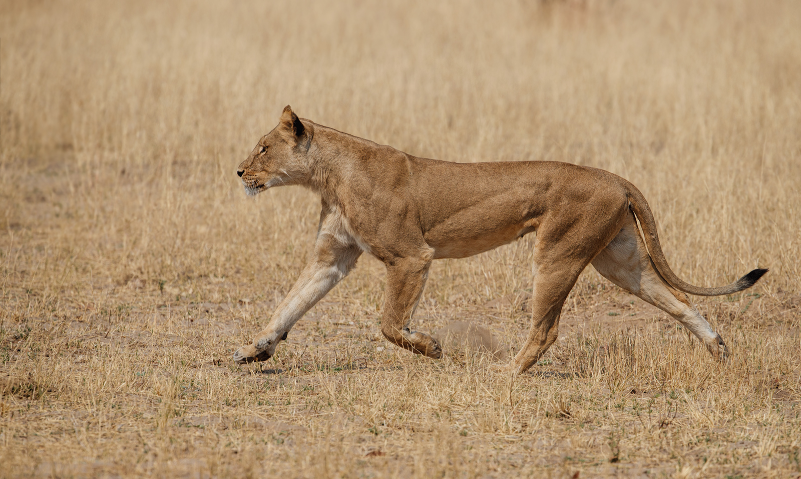 Running Lion