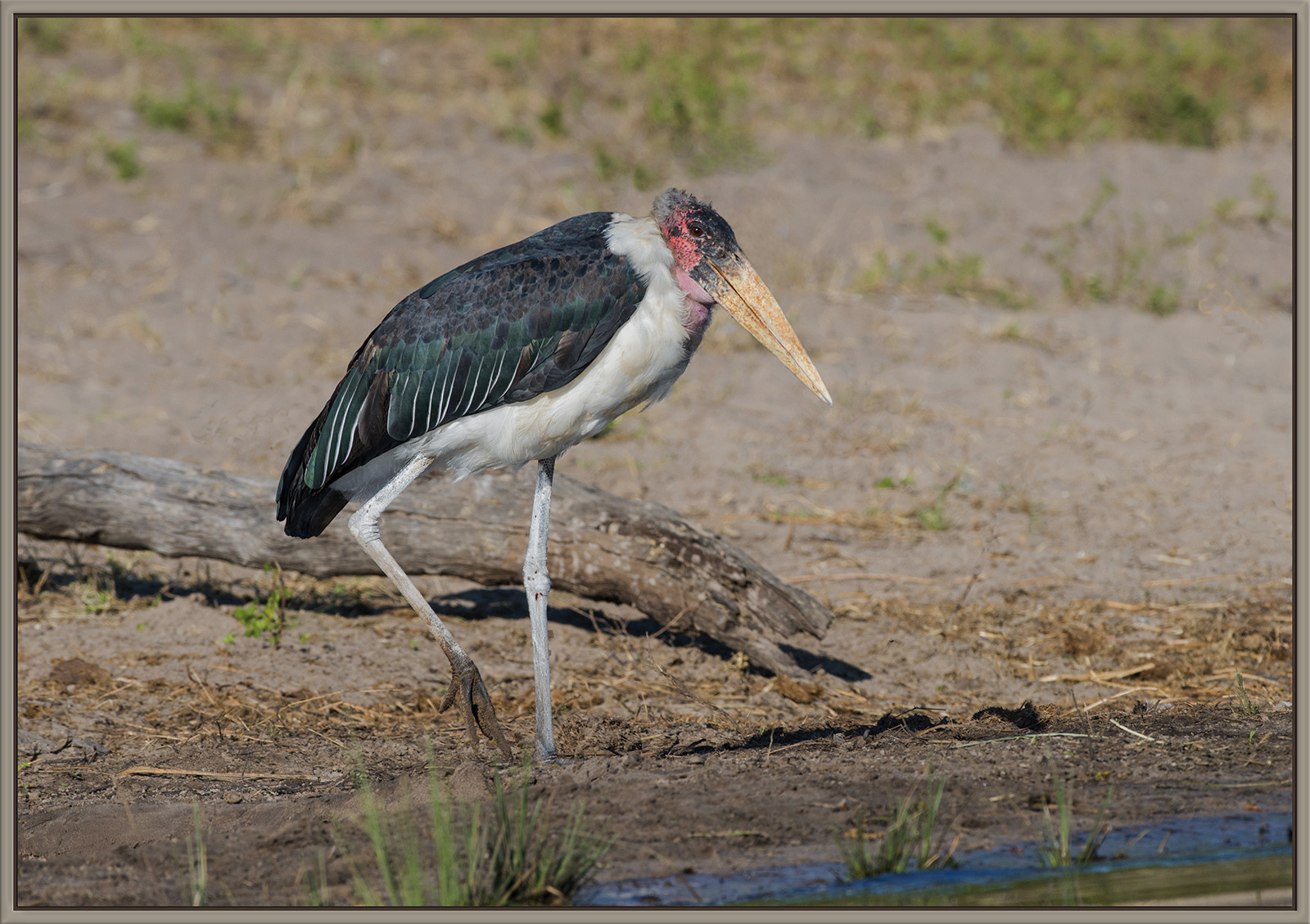 Maribou Stork