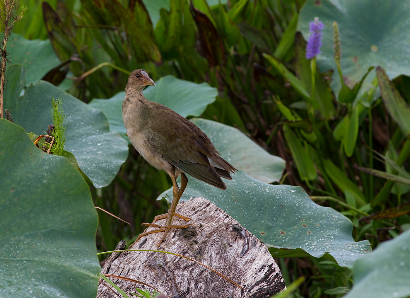 Juvie Purple Gallinule