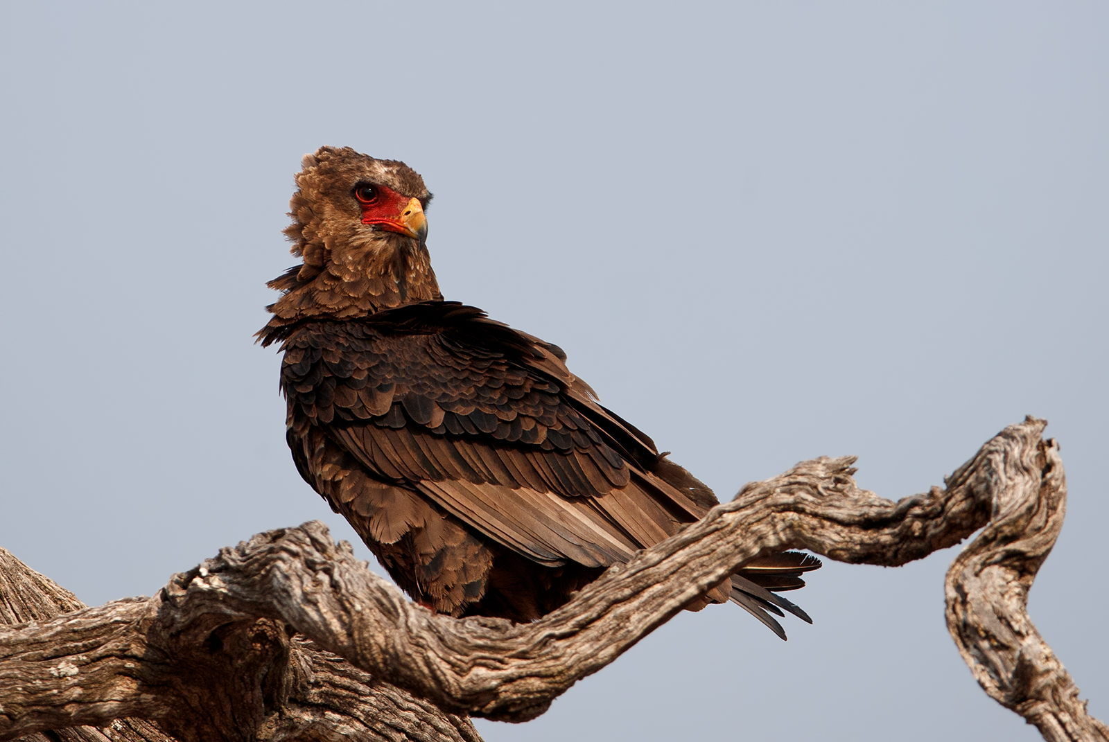 Bateleur Eagle