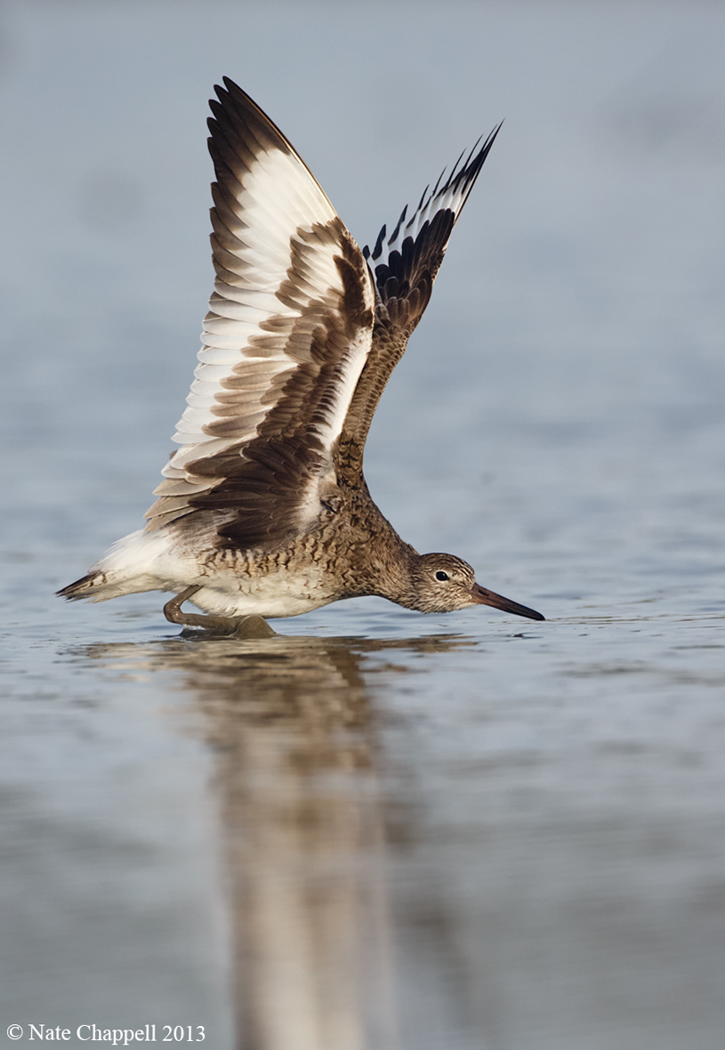 Willet