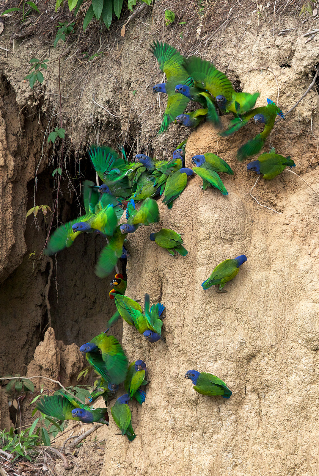 Blue-headed Parrots