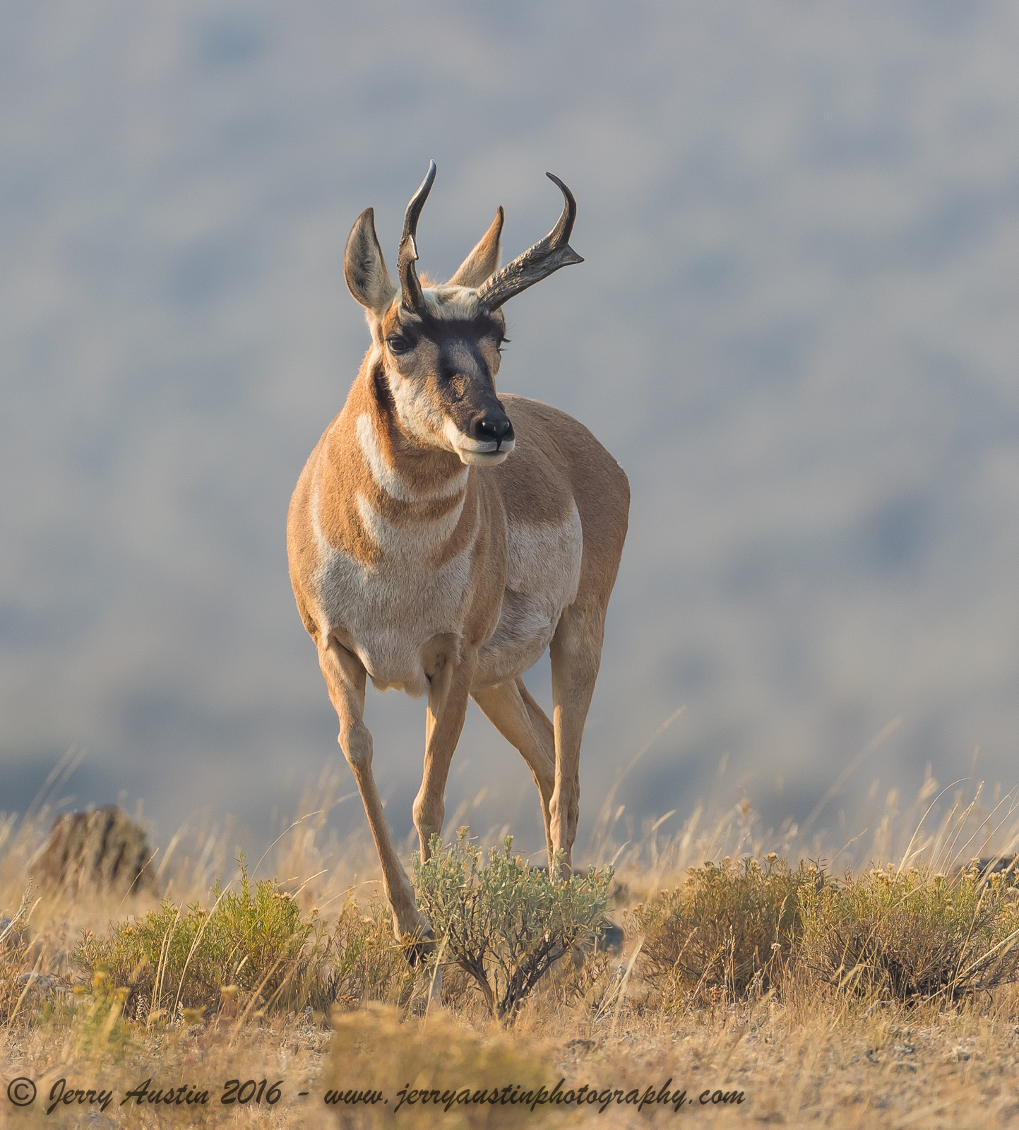Regal Buck