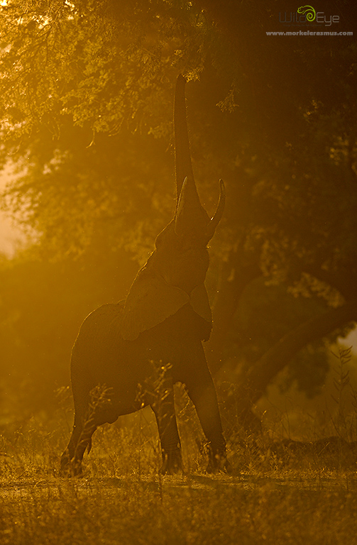 Golden Reach