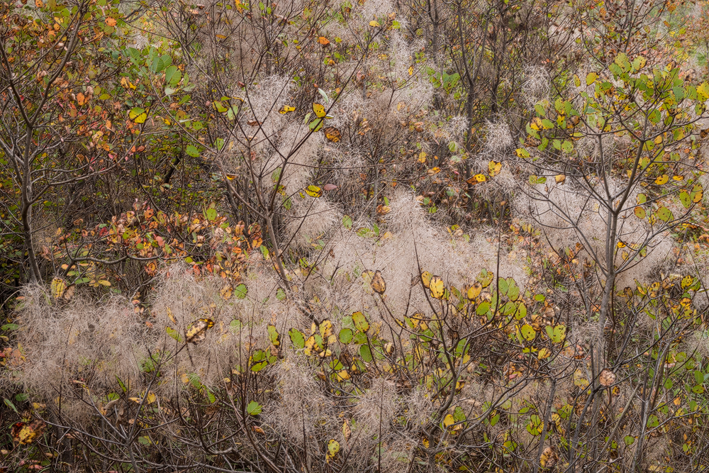 Autumn in Istria II