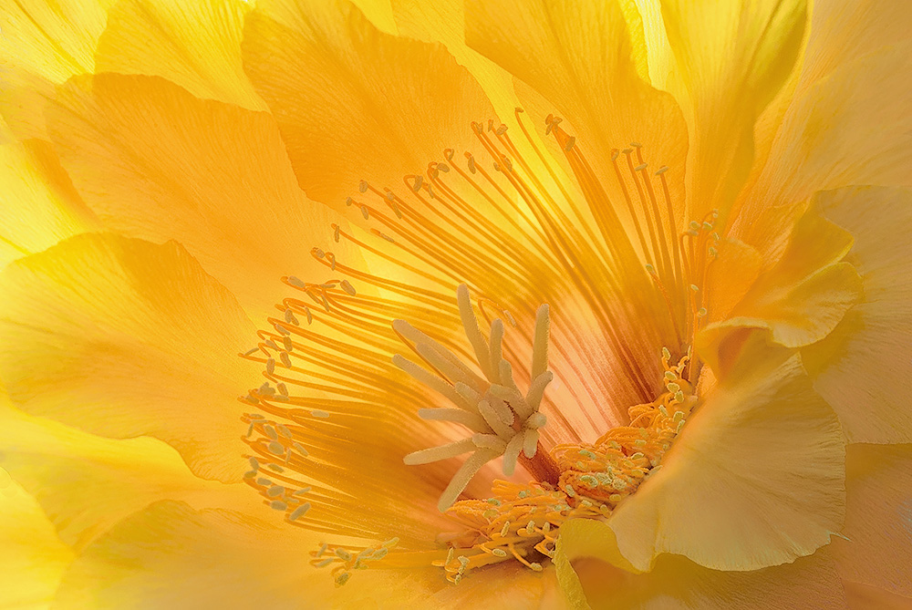 Transparent Echinopsis