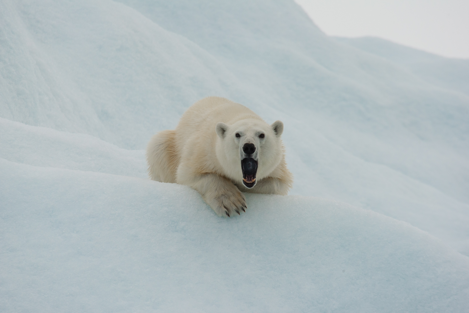 Bearly White on White-WC