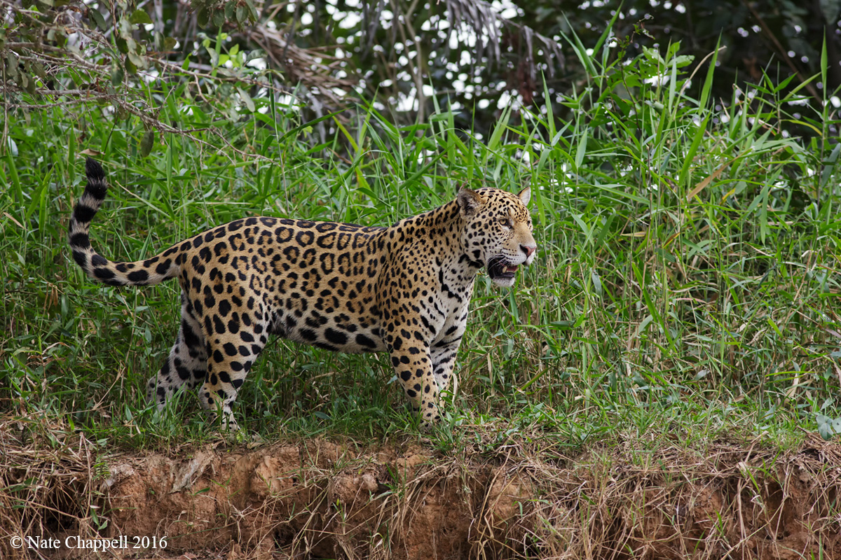 Young Jaguar