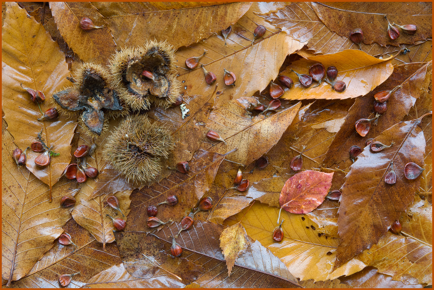 American Chestnut Study