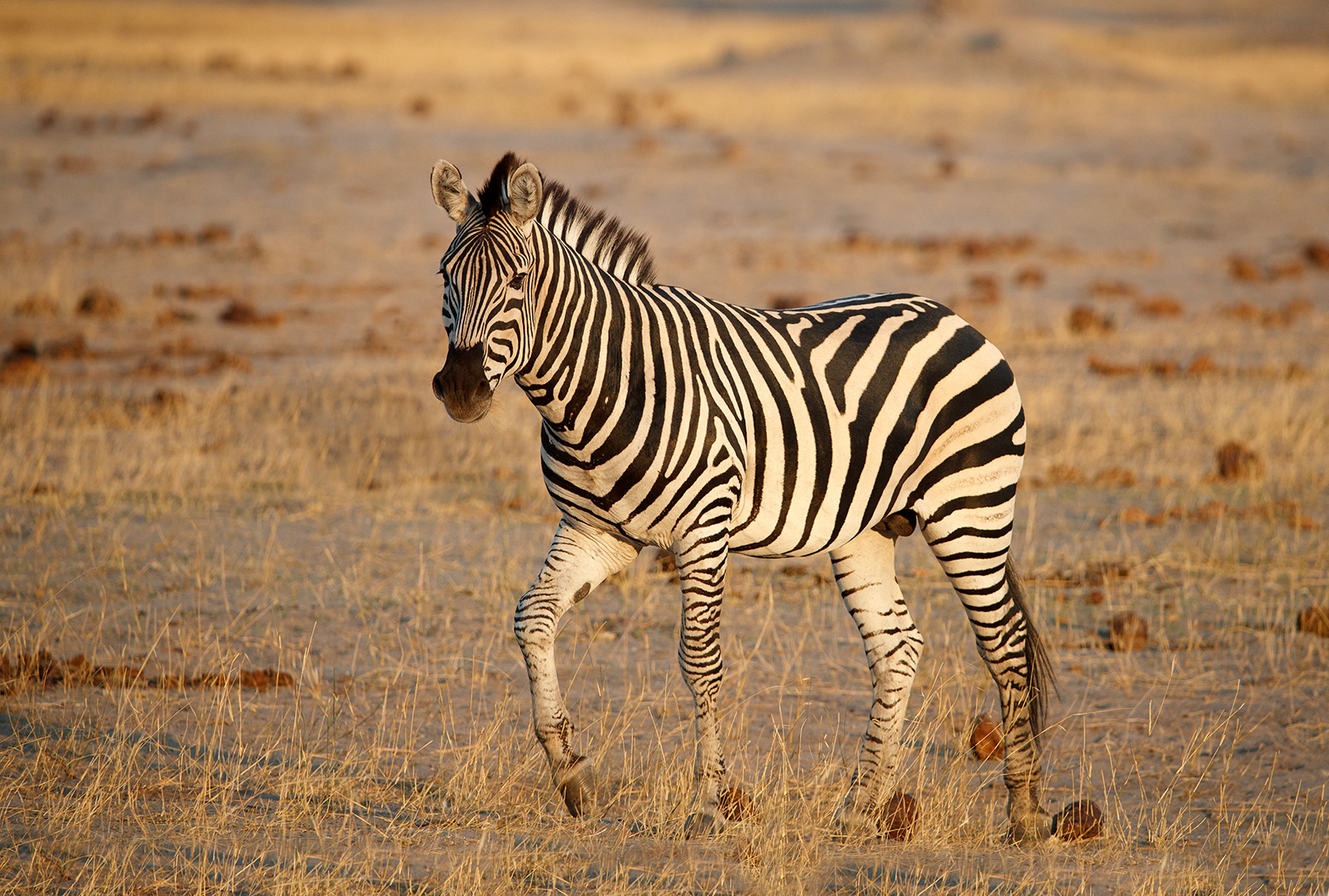 Sunset Zebra