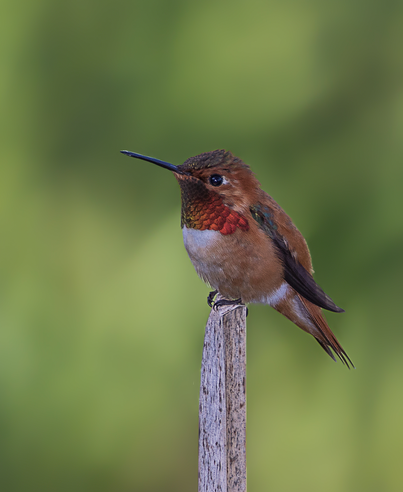 Rufous Hummingbird