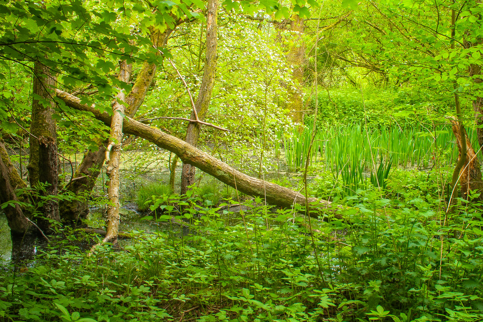 Wet Woodland Scene