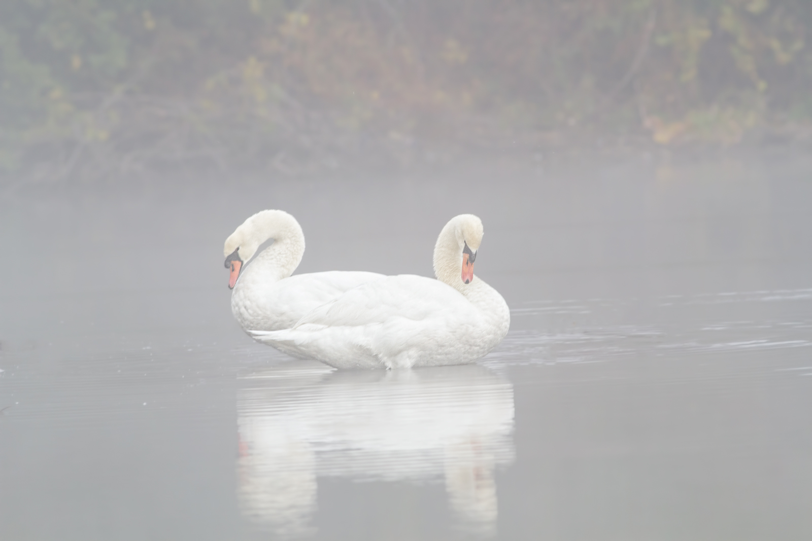 Swans + redo