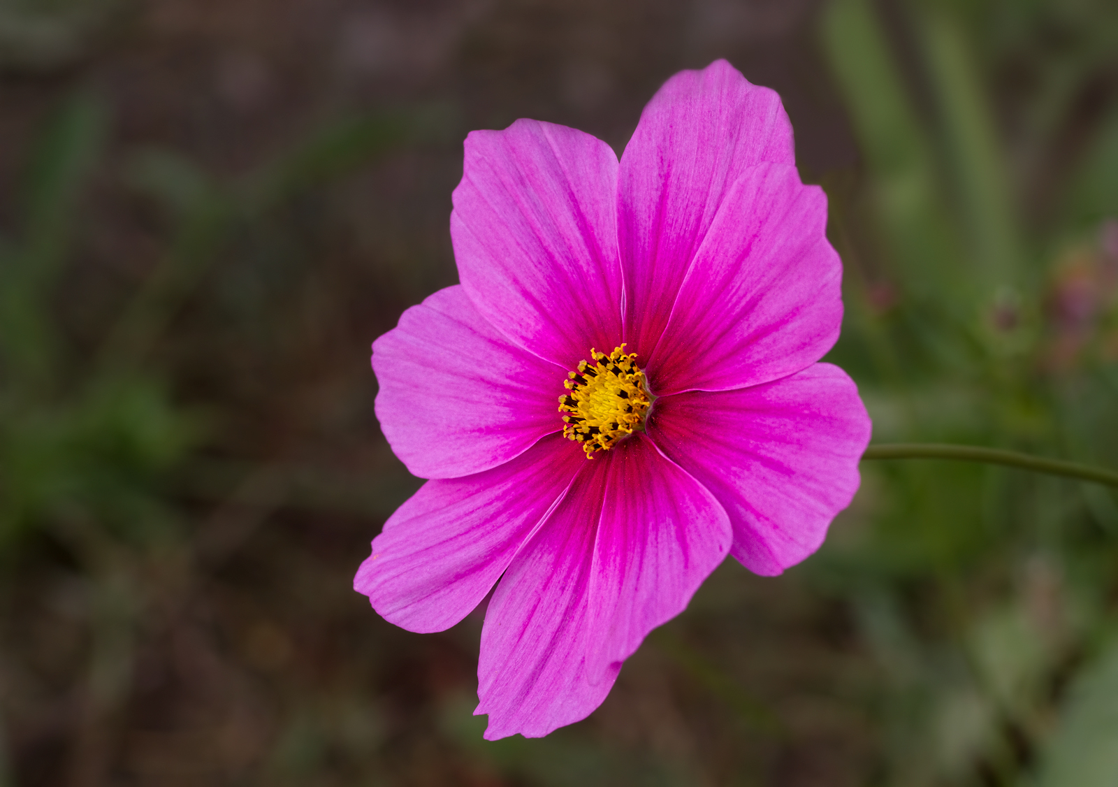 Cosmos + redo x 2