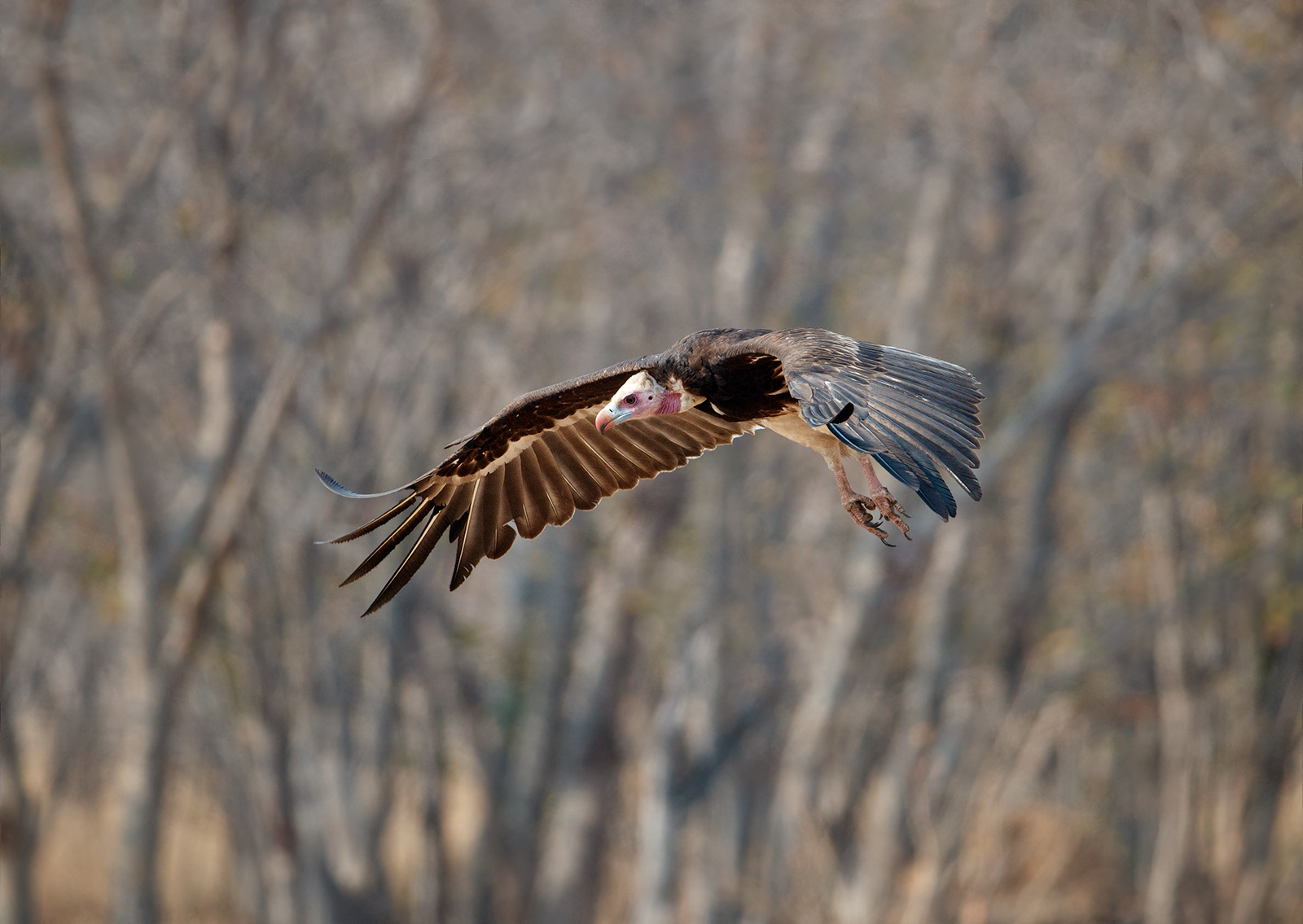 White Faced Vulture