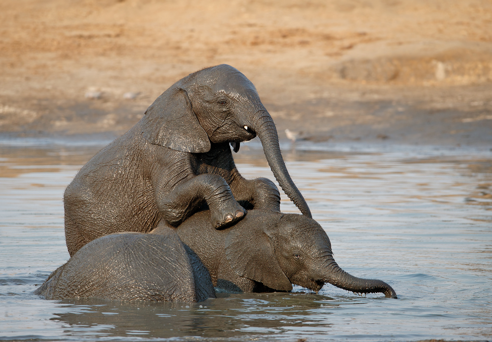Elephant Play