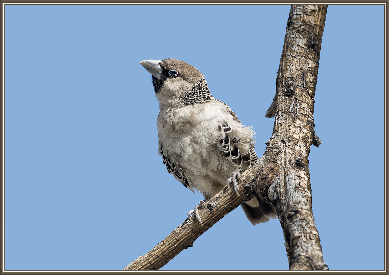Sociable Weaver