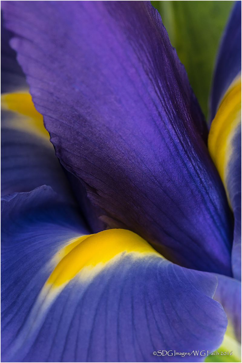 Fleur de Lis