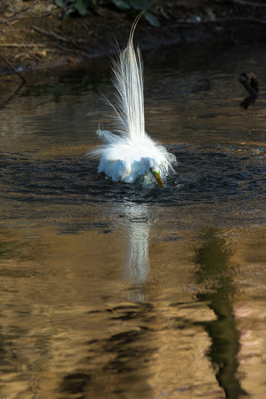 Bathing in Golden Pond