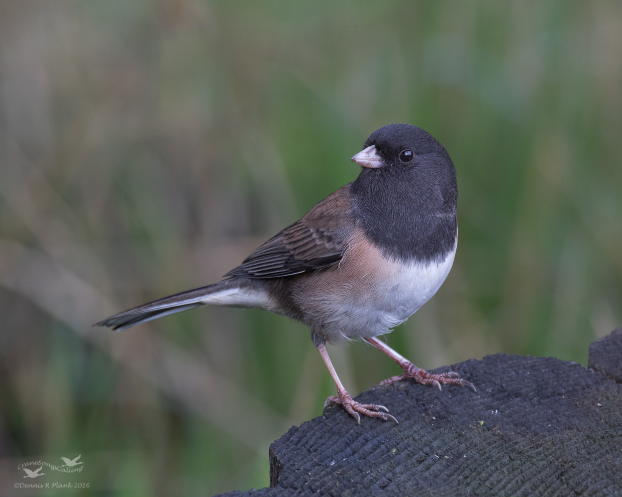 Dark-eyed Junco & Redo
