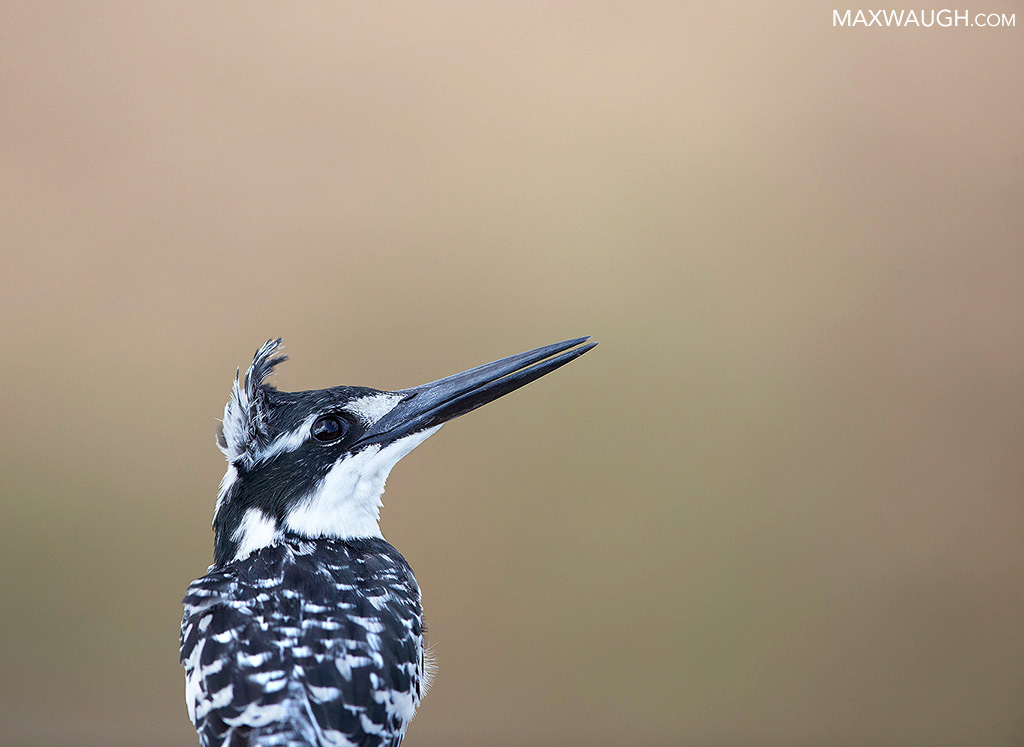 Pied Kingfisher