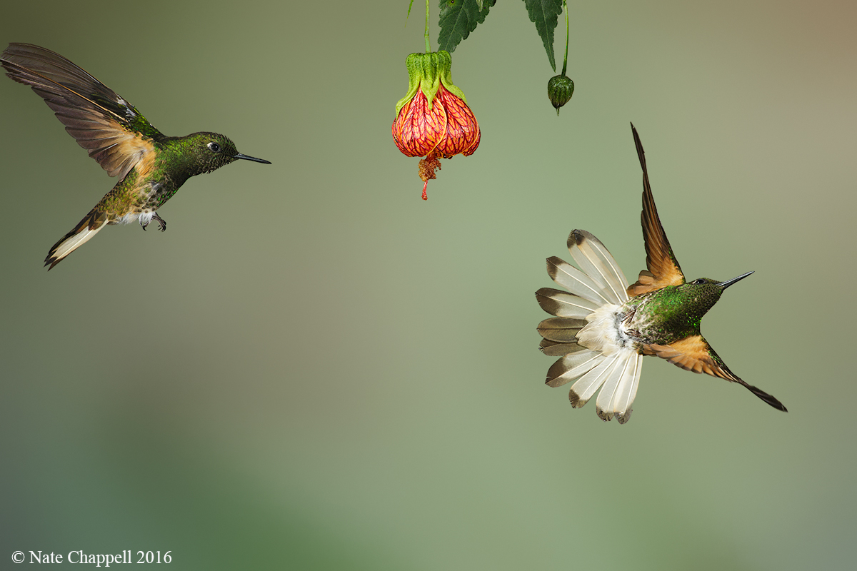 Buff-tailed Coronets