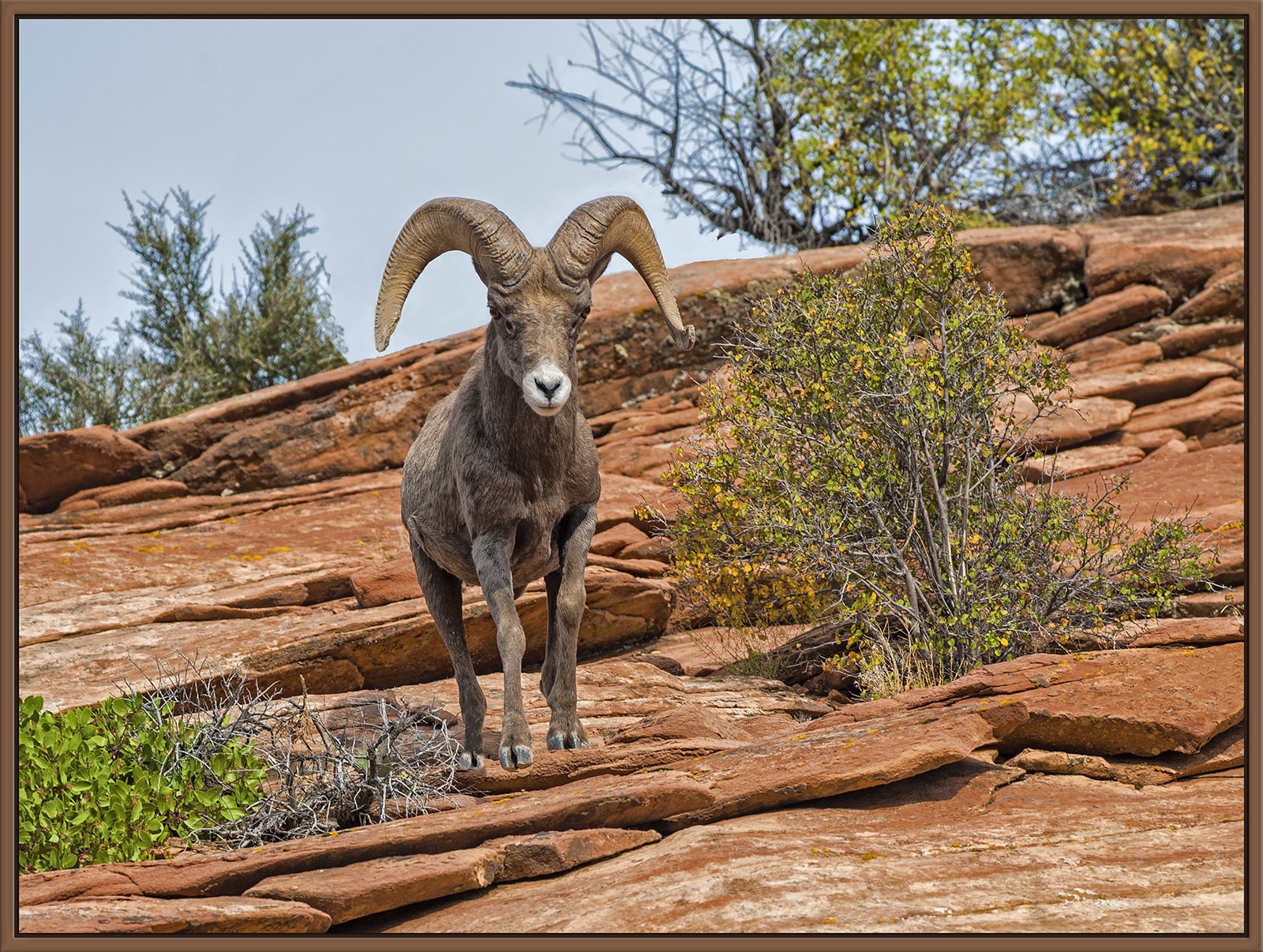 Desert Big Horn