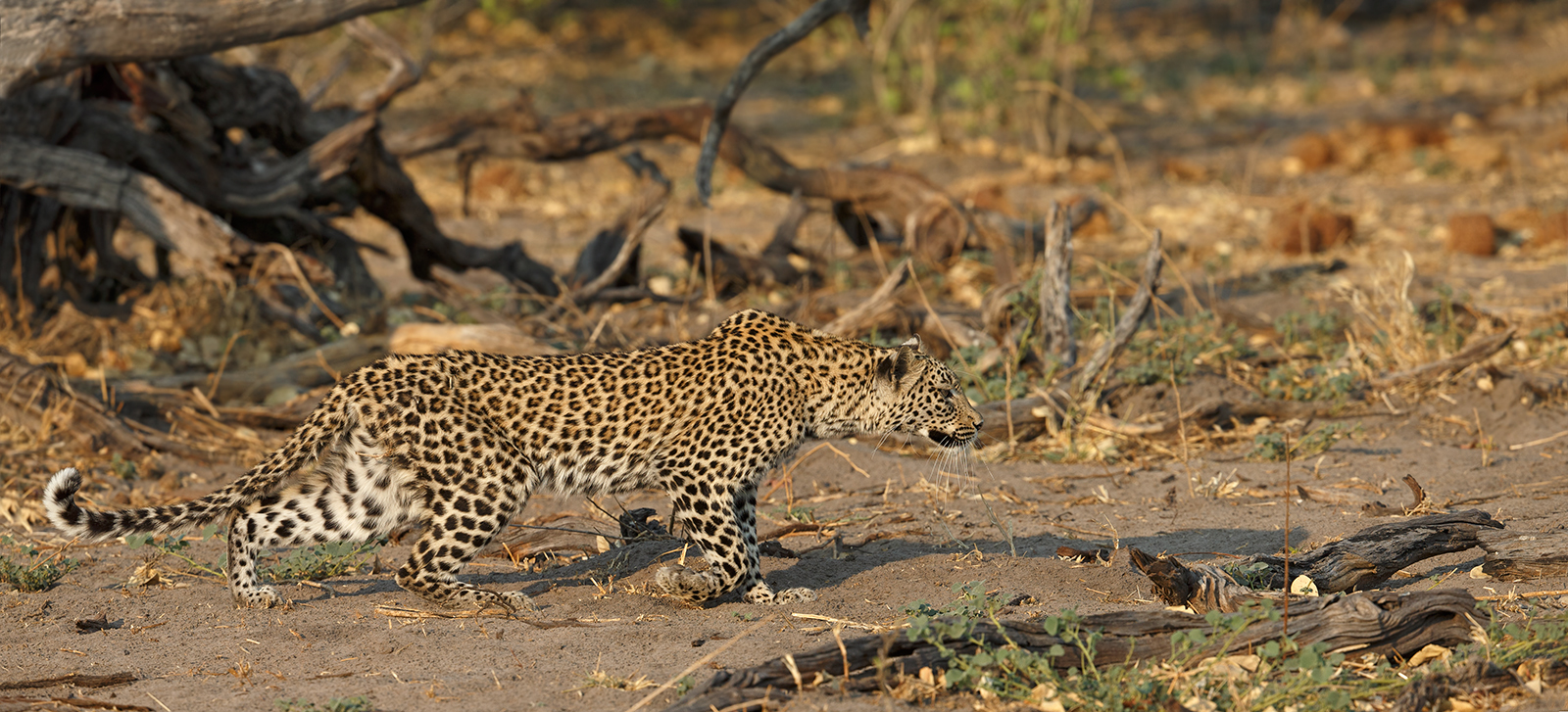 Leopard Crawl