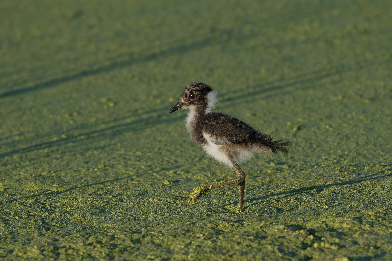 Blacksmith's Plover 