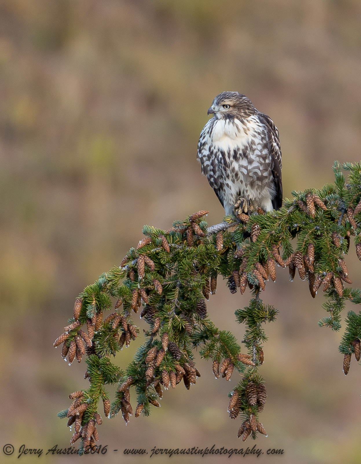 Yellowstone Raptor