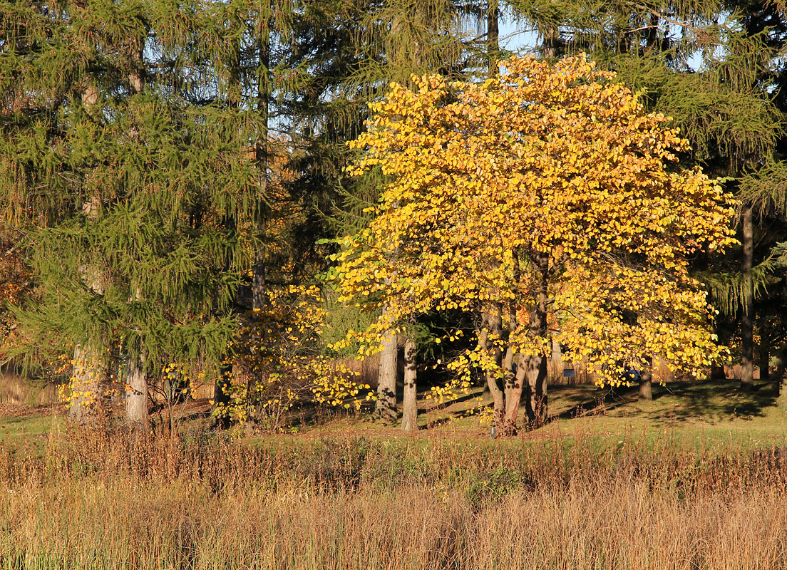WC-759 Fall