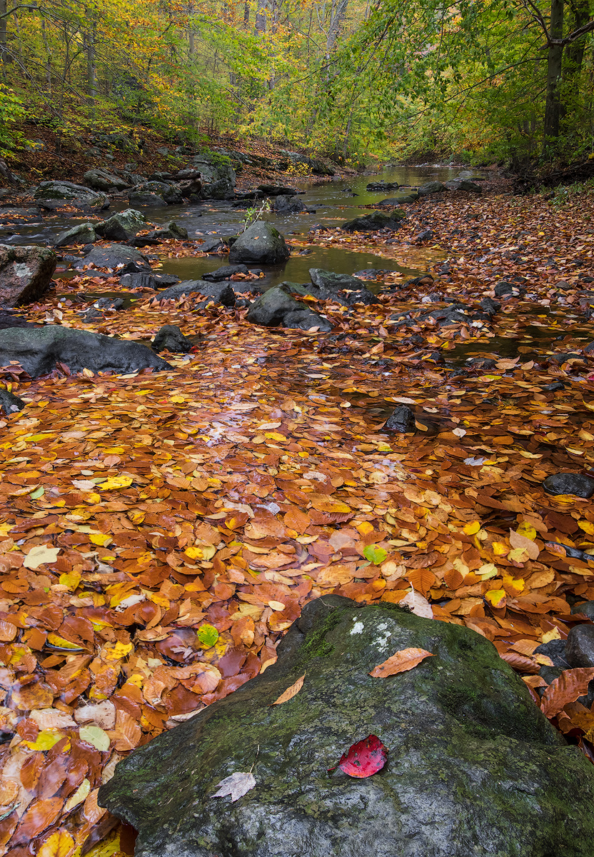 Fallen leaves.