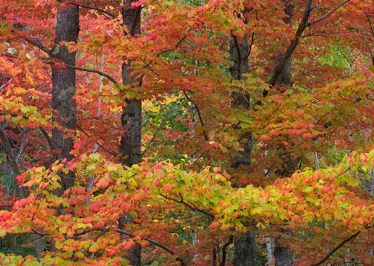 Colors of Acadia #2